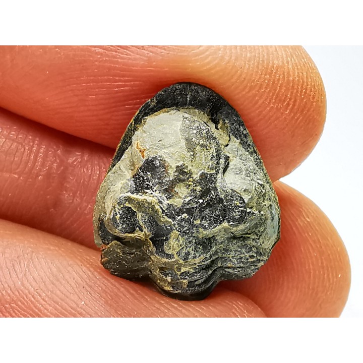 Ditomopyge scitula  - Pennsylvanien - Saleville Shale - Texas, USA