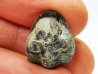 Ditomopyge scitula  - Pennsylvanien - Saleville Shale - Texas, USA