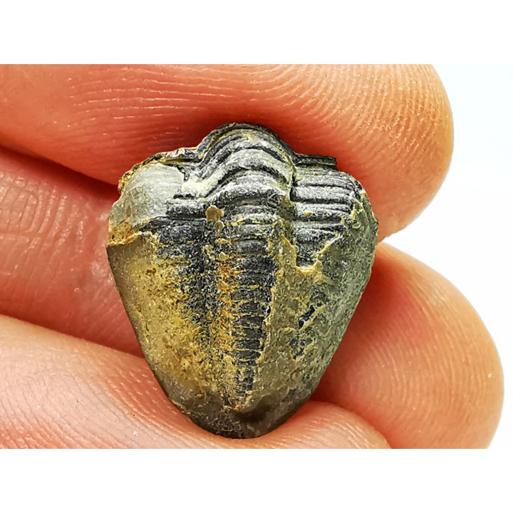 Ditomopyge scitula  - Pennsylvanien - Saleville Shale - Texas, USA