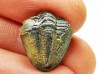 Ditomopyge scitula  - Pennsylvanien - Saleville Shale - Texas, USA