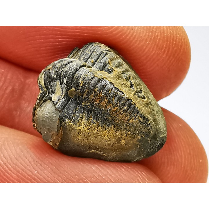 Ditomopyge scitula  - Pennsylvanien - Saleville Shale - Texas, USA