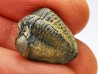 Ditomopyge scitula  - Pennsylvanien - Saleville Shale - Texas, USA