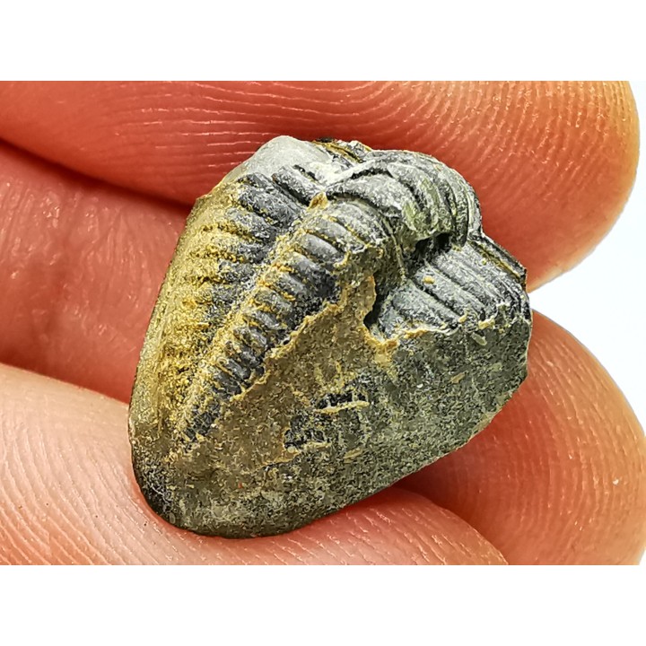 Ditomopyge scitula  - Pennsylvanien - Saleville Shale - Texas, USA