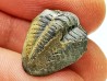 Ditomopyge scitula  - Pennsylvanien - Saleville Shale - Texas, USA