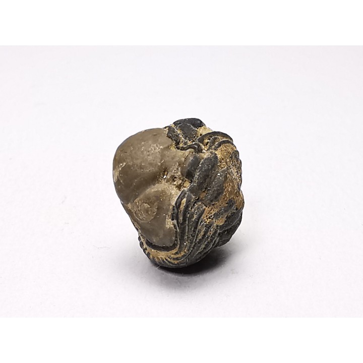 Proetus granulatus - Silurien - Gotland, SUEDE