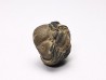 Proetus granulatus - Silurien - Gotland, SUEDE