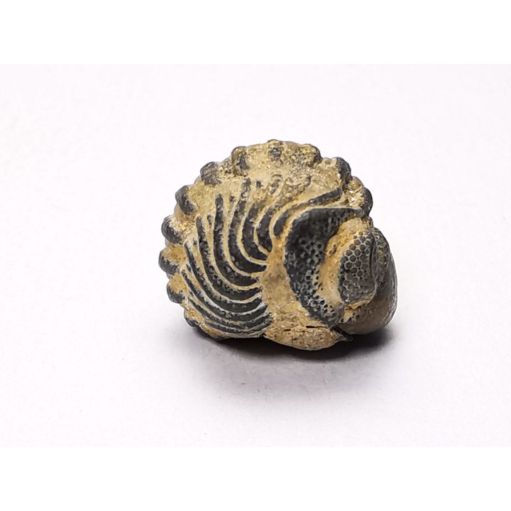 Proetus granulatus - Silurien - Gotland, SUEDE