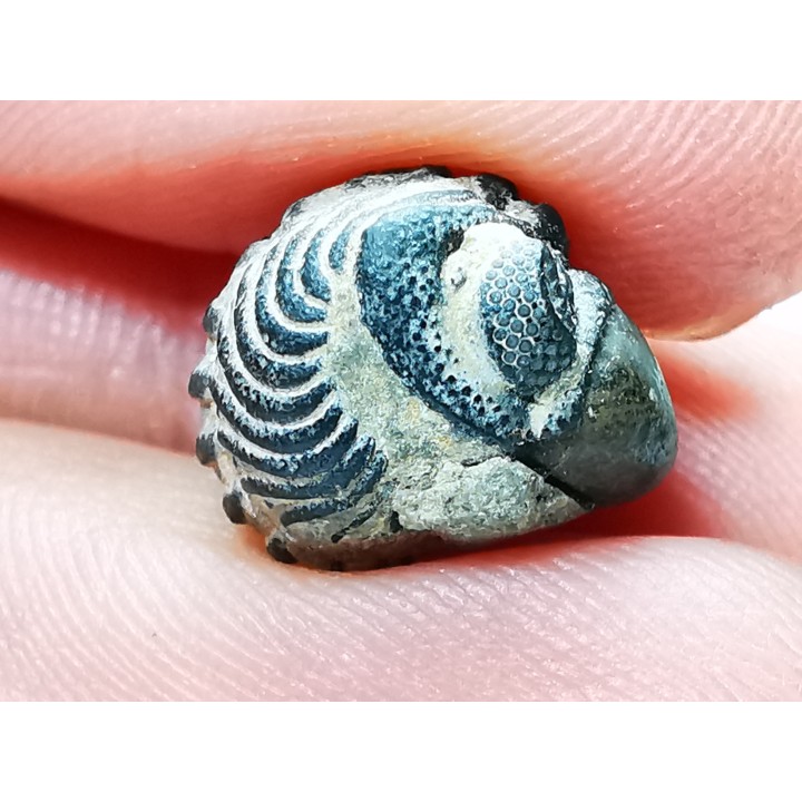 Proetus granulatus - Silurien - Gotland, SUEDE