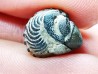 Proetus granulatus - Silurian - Gotland, Sweden