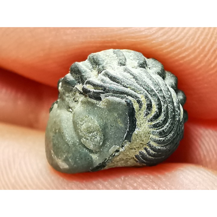 Proetus granulatus - Silurian - Gotland, Sweden
