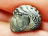 Proetus granulatus - Silurian - Gotland, Sweden