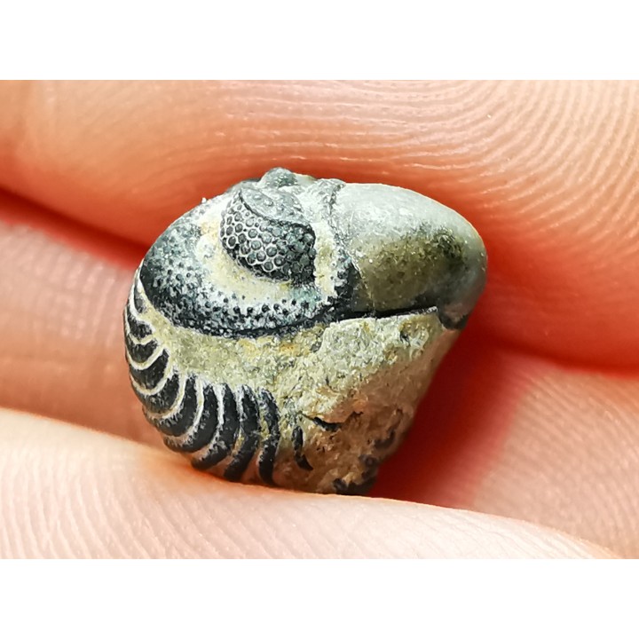 Proetus granulatus - Silurian - Gotland, Sweden