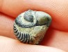 Proetus granulatus - Silurian - Gotland, Sweden