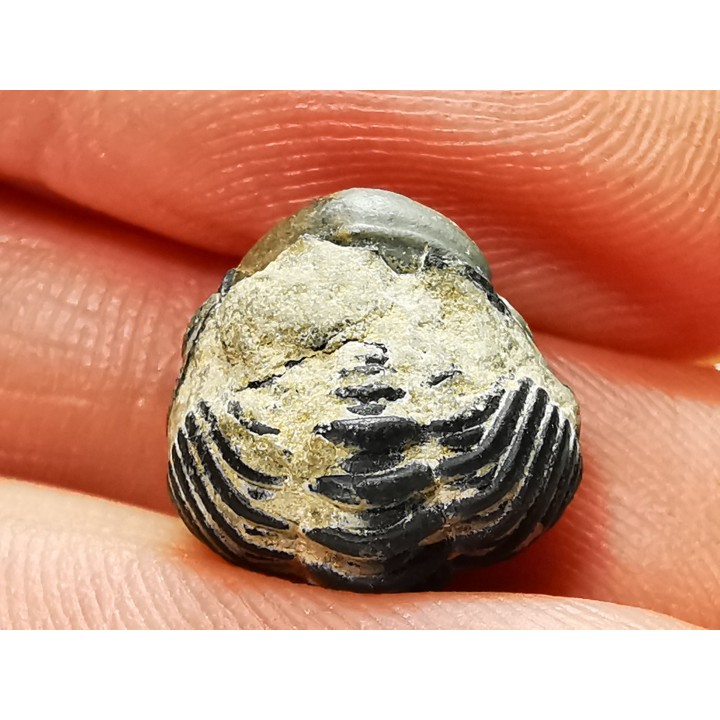 Proetus granulatus - Silurian - Gotland, Sweden
