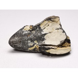 RHYNCHOLITE Early Cretaceous, Alpes-de-Haute-Provence, France
