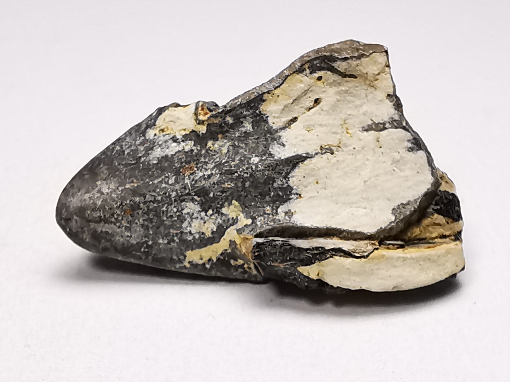 RHYNCHOLITE, Crétacé Inférieur, Alpes-de-Haute-Provence, France
