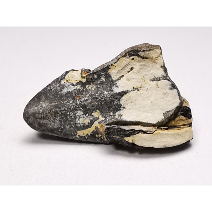 RHYNCHOLITE, Crétacé  Inférieur, Alpes-de-Haute-Provence, France