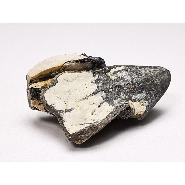 RHYNCHOLITE Early Cretaceous, Alpes-de-Haute-Provence, France