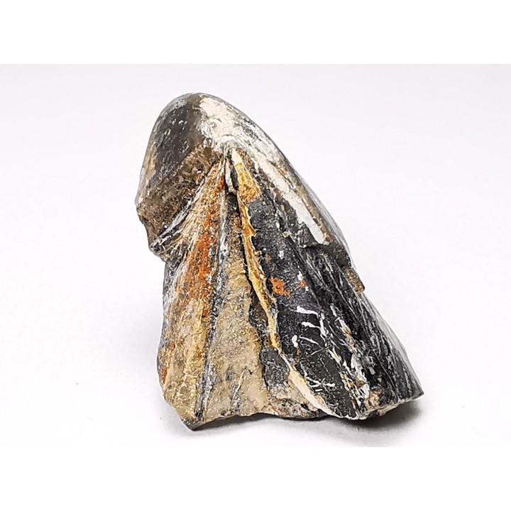 RHYNCHOLITE, Crétacé  Inférieur, Alpes-de-Haute-Provence, France