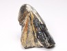 RHYNCHOLITE, Crétacé Inférieur, Alpes-de-Haute-Provence, France