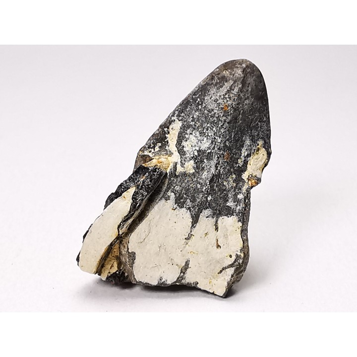 RHYNCHOLITE, Crétacé  Inférieur, Alpes-de-Haute-Provence, France