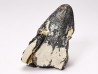 RHYNCHOLITE Early Cretaceous, Alpes-de-Haute-Provence, France