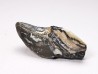 RHYNCHOLITE Early Cretaceous, Alpes-de-Haute-Provence, France