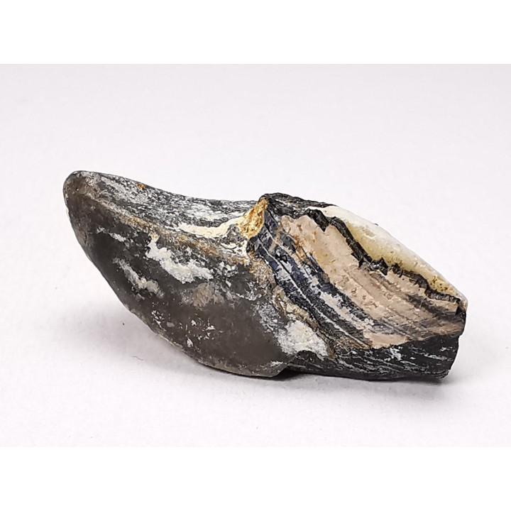 RHYNCHOLITE Early Cretaceous, Alpes-de-Haute-Provence, France