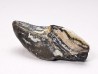RHYNCHOLITE, Crétacé Inférieur, Alpes-de-Haute-Provence, France