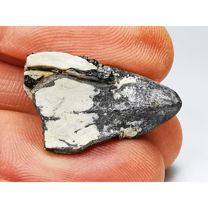 RHYNCHOLITE Early Cretaceous, Alpes-de-Haute-Provence, France