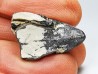 RHYNCHOLITE, Crétacé Inférieur, Alpes-de-Haute-Provence, France
