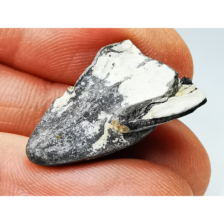 RHYNCHOLITE, Crétacé  Inférieur, Alpes-de-Haute-Provence, France