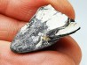 RHYNCHOLITE Early Cretaceous, Alpes-de-Haute-Provence, France