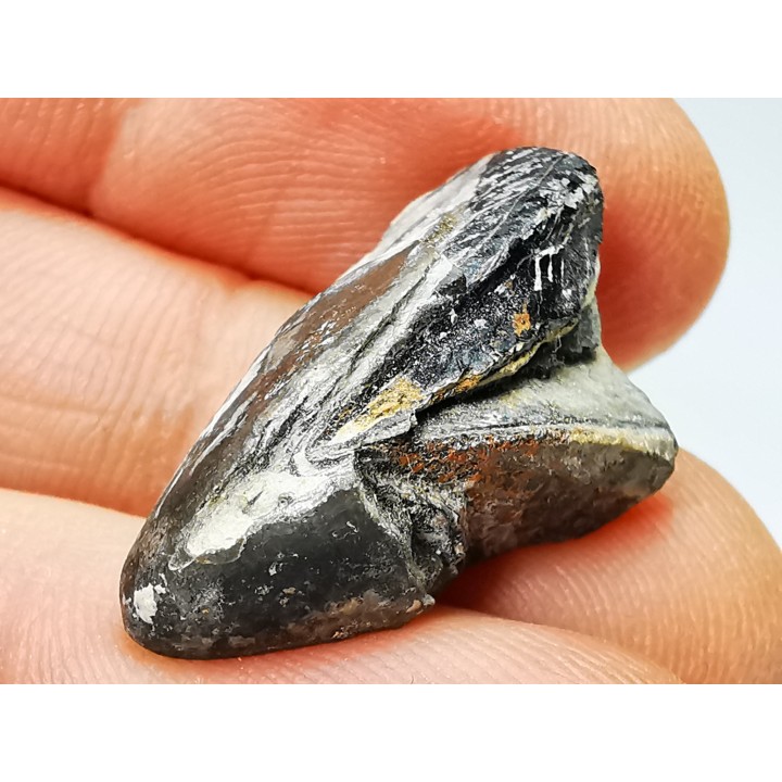RHYNCHOLITE, Crétacé  Inférieur, Alpes-de-Haute-Provence, France