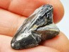 RHYNCHOLITE Early Cretaceous, Alpes-de-Haute-Provence, France