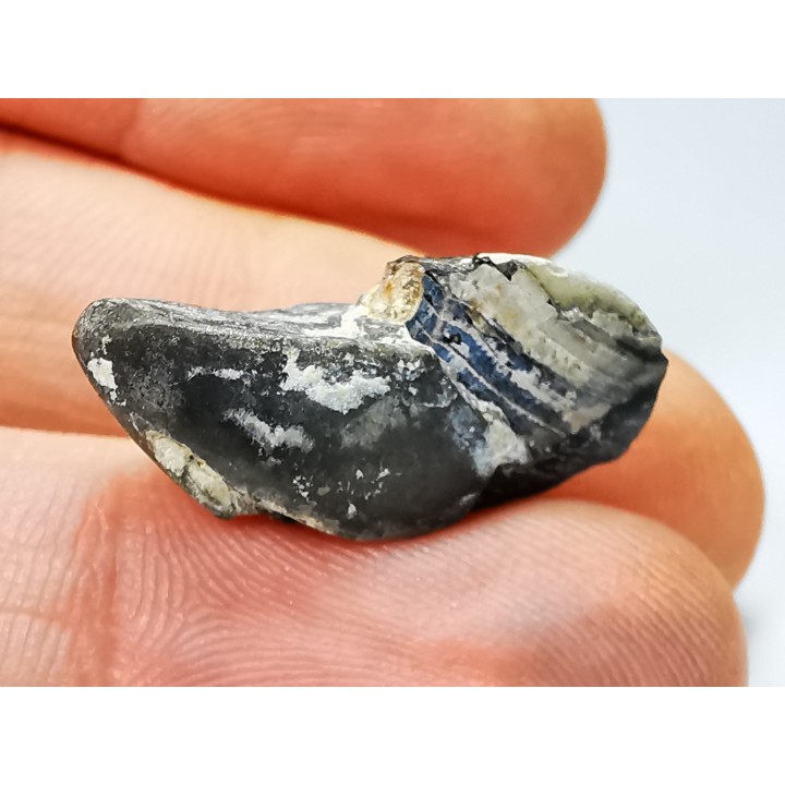 RHYNCHOLITE, Crétacé  Inférieur, Alpes-de-Haute-Provence, France