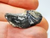 RHYNCHOLITE, Crétacé Inférieur, Alpes-de-Haute-Provence, France
