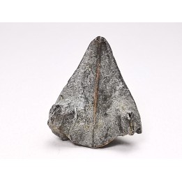 RHYNCHOLITE, Crétacé  Inférieur, Alpes-de-Haute-Provence, France