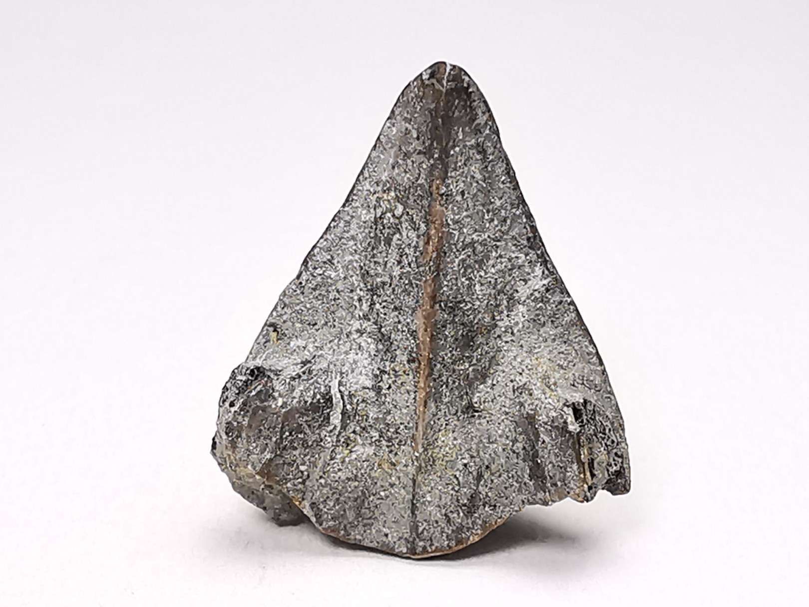 RHYNCHOLITE Early Cretaceous, Alpes-de-Haute-Provence, France