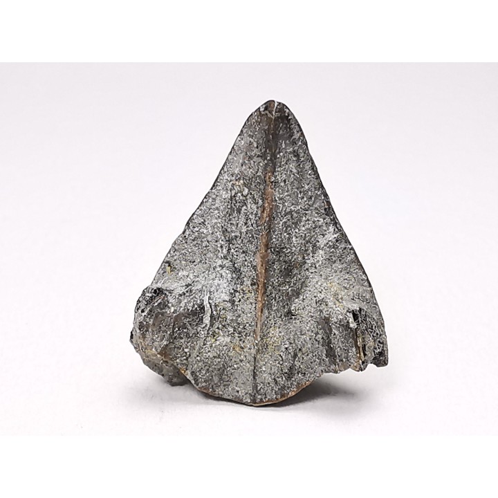 RHYNCHOLITE, Crétacé  Inférieur, Alpes-de-Haute-Provence, France