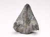 RHYNCHOLITE, Crétacé  Inférieur, Alpes-de-Haute-Provence, France