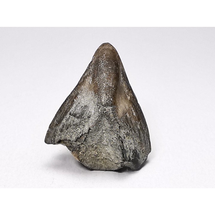 RHYNCHOLITE, Crétacé  Inférieur, Alpes-de-Haute-Provence, France