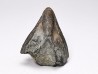 RHYNCHOLITE, Crétacé  Inférieur, Alpes-de-Haute-Provence, France