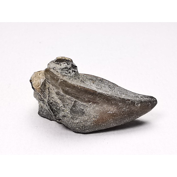 RHYNCHOLITE Early Cretaceous, Alpes-de-Haute-Provence, France