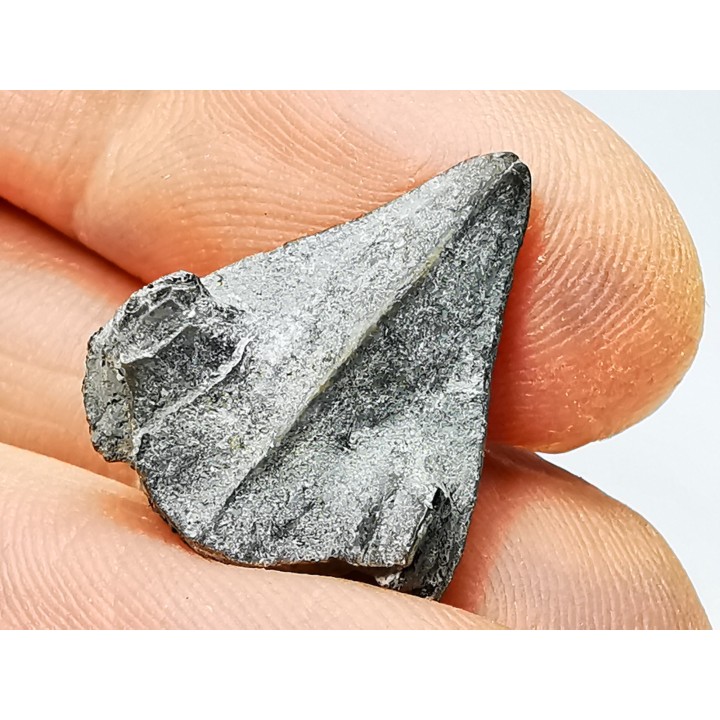 RHYNCHOLITE, Crétacé  Inférieur, Alpes-de-Haute-Provence, France