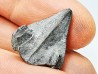 RHYNCHOLITE Early Cretaceous, Alpes-de-Haute-Provence, France