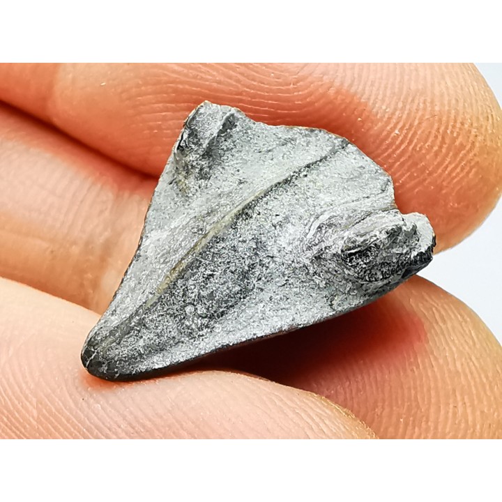 RHYNCHOLITE Early Cretaceous, Alpes-de-Haute-Provence, France