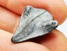RHYNCHOLITE, Crétacé  Inférieur, Alpes-de-Haute-Provence, France
