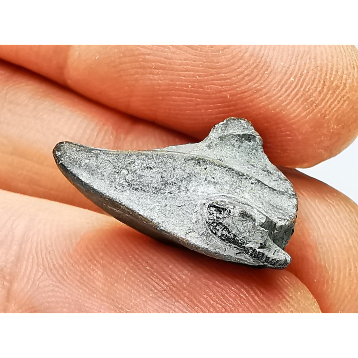 RHYNCHOLITE, Crétacé  Inférieur, Alpes-de-Haute-Provence, France