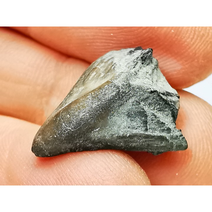 RHYNCHOLITE Early Cretaceous, Alpes-de-Haute-Provence, France
